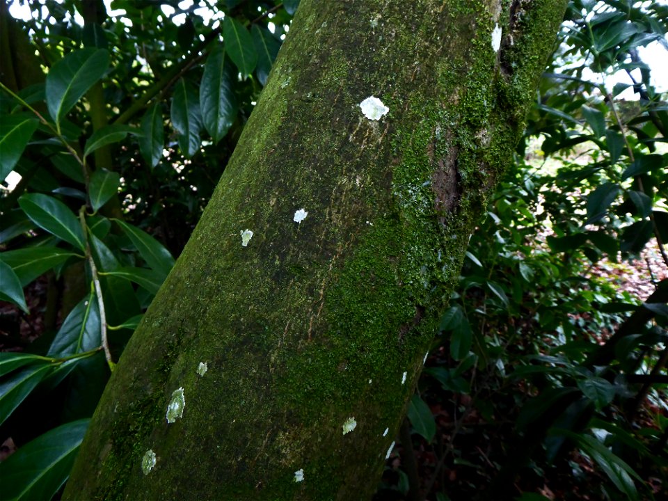 Prunus laurocerasus L., 1753