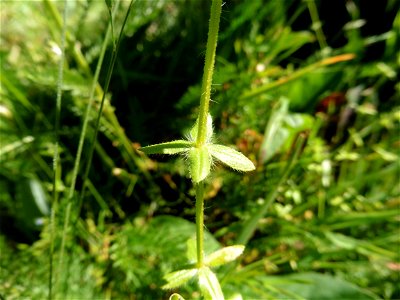 Cruciata pedemontana (Bellardi) Ehrend., 1958