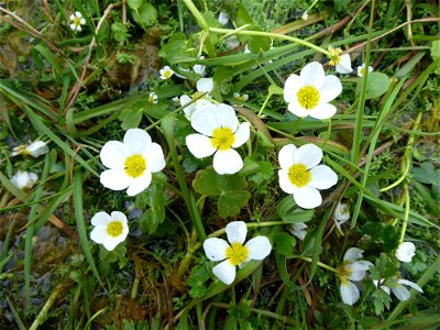Ranunculus peltatus subsp. peltatus Schrank, 1789