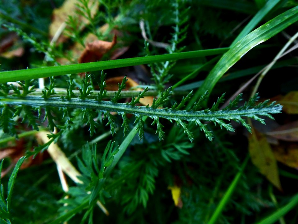 Achillea millefolium L., 1753 photo