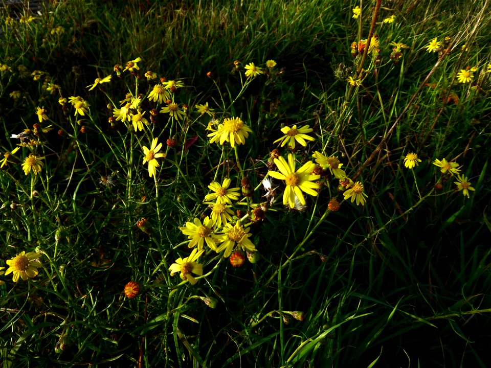 Senecio inaequidens DC., 1838