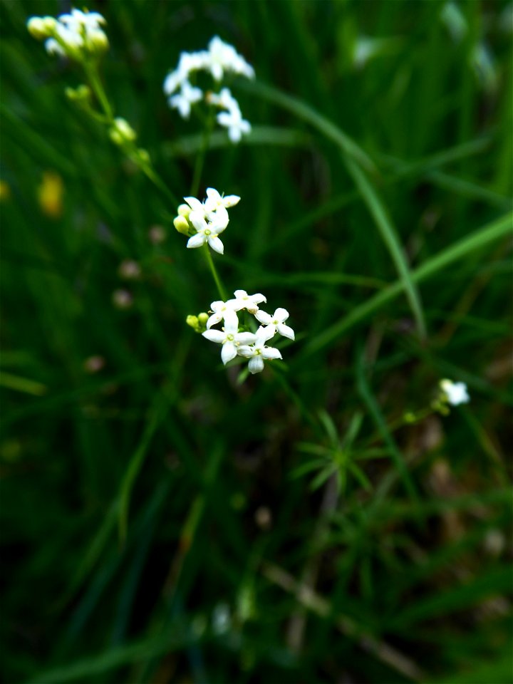 Galium cf. pumilum Murray, 1770