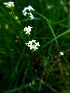Galium cf. pumilum Murray, 1770
