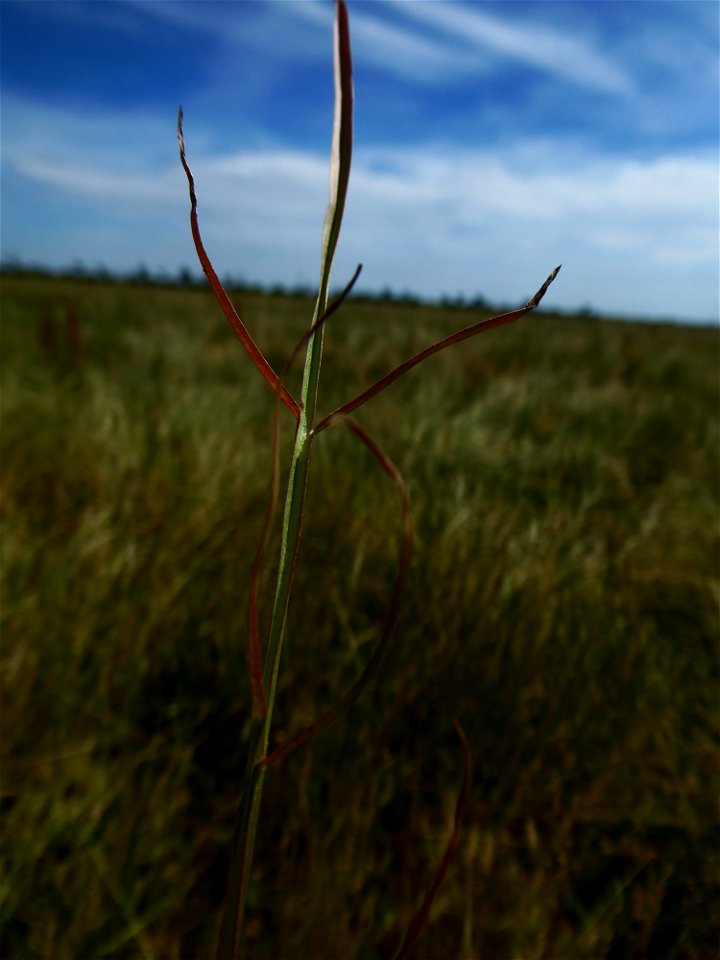 Podospermum laciniatum (L.) DC., 1805