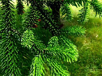 Picea abies (L.) H.Karst., 1881