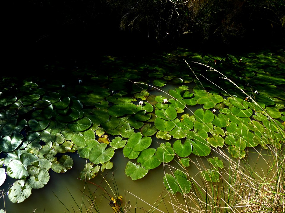 Nymphaea alba L., 1753
