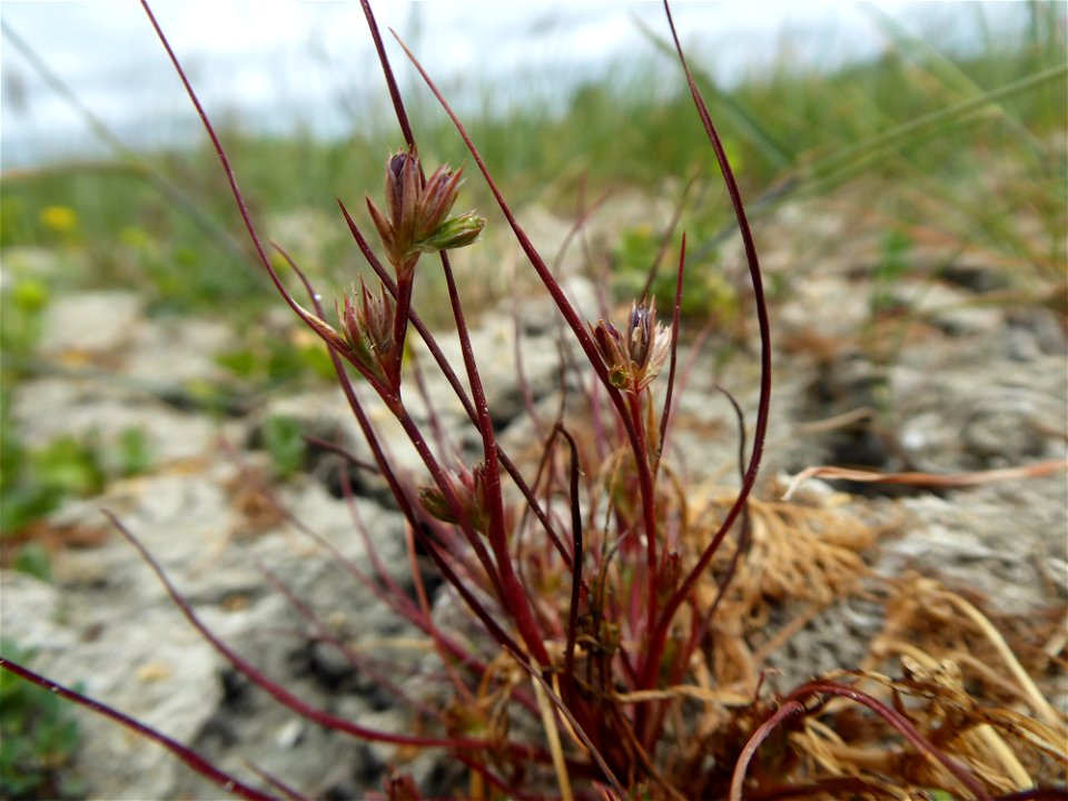 Juncus ranarius Songeon & E.P.Perrier, 1860