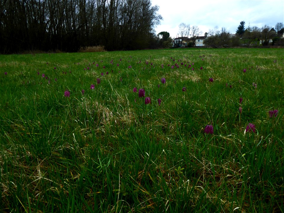 Fritillaria meleagris L., 1753
