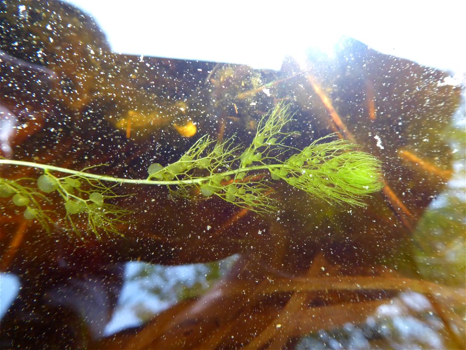 Utricularia australis R.Br., 1810