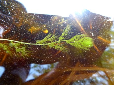Utricularia australis R.Br., 1810