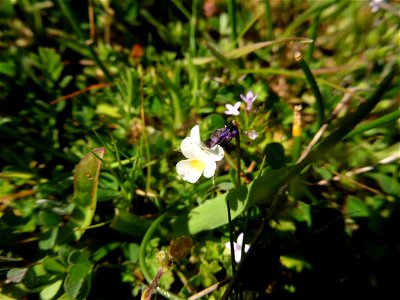 Viola kitaibeliana Schult., 1819