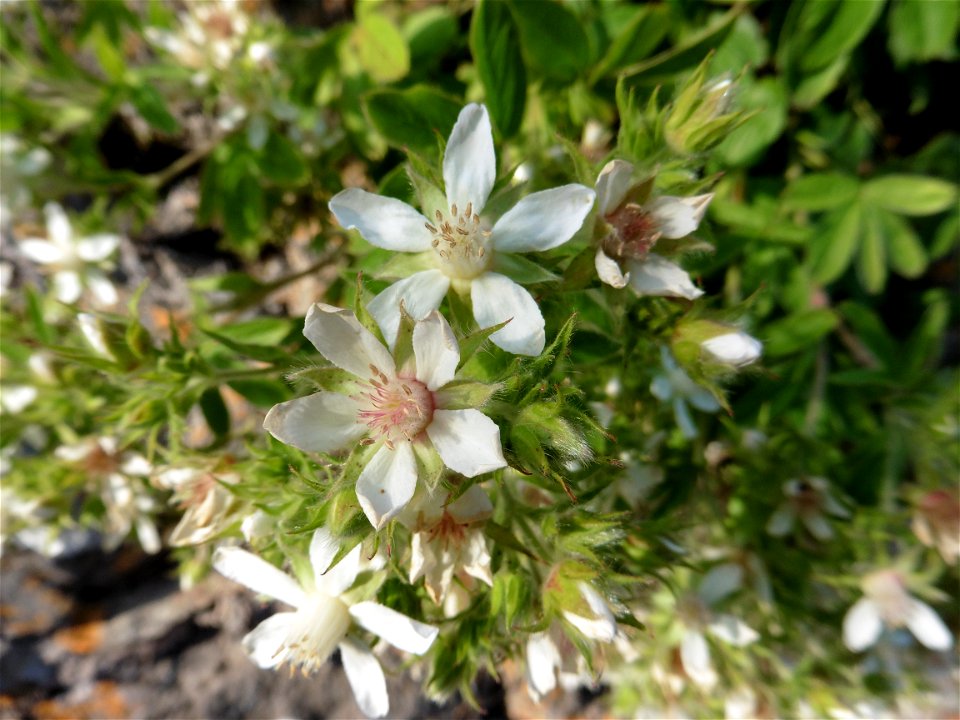 Potentilla caulescens subsp. petiolulata (Gaudin) Nyman, 1878
