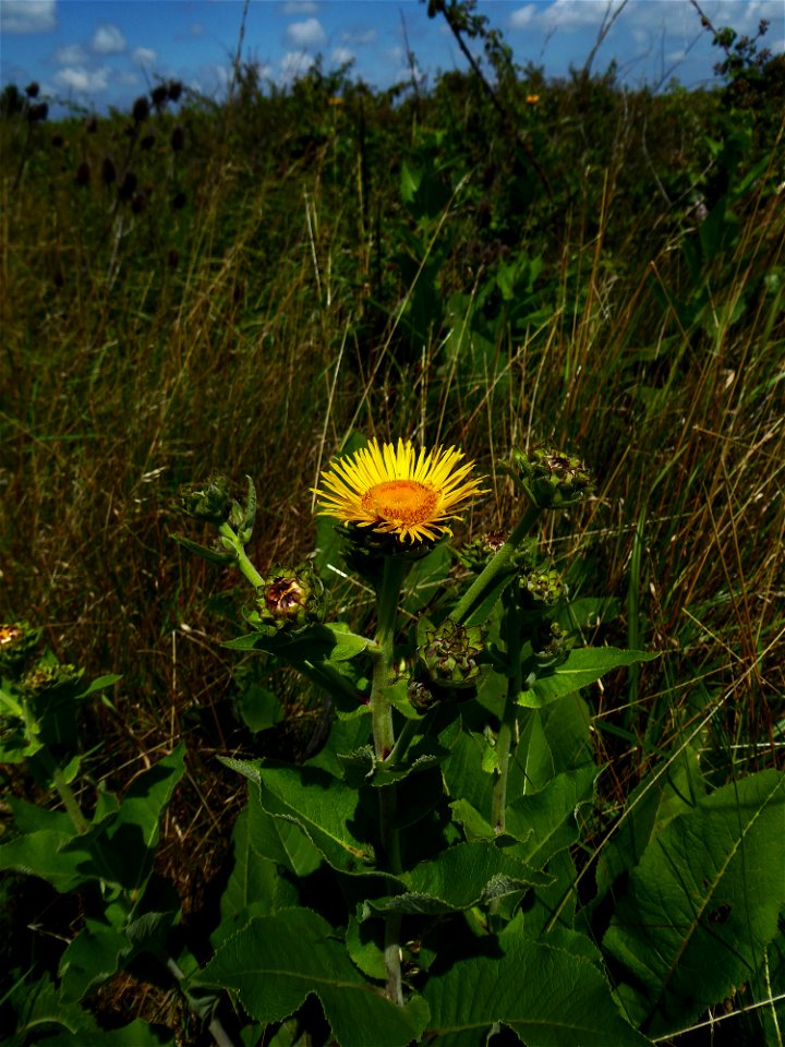Inula helenium L., 1753