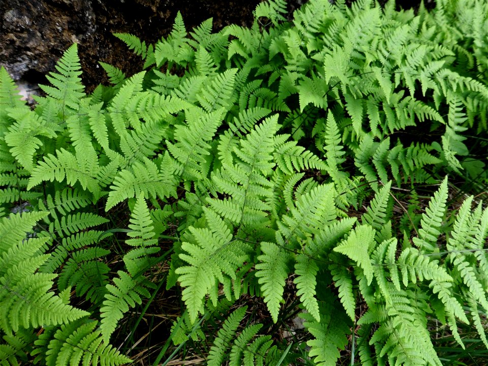 Gymnocarpium robertianum (Hoffm.) Newman, 1851