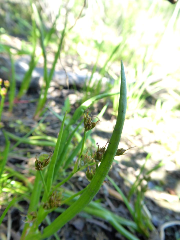 Juncus heterophyllus Dufour, 1825