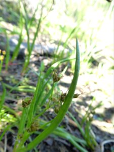 Juncus heterophyllus Dufour, 1825