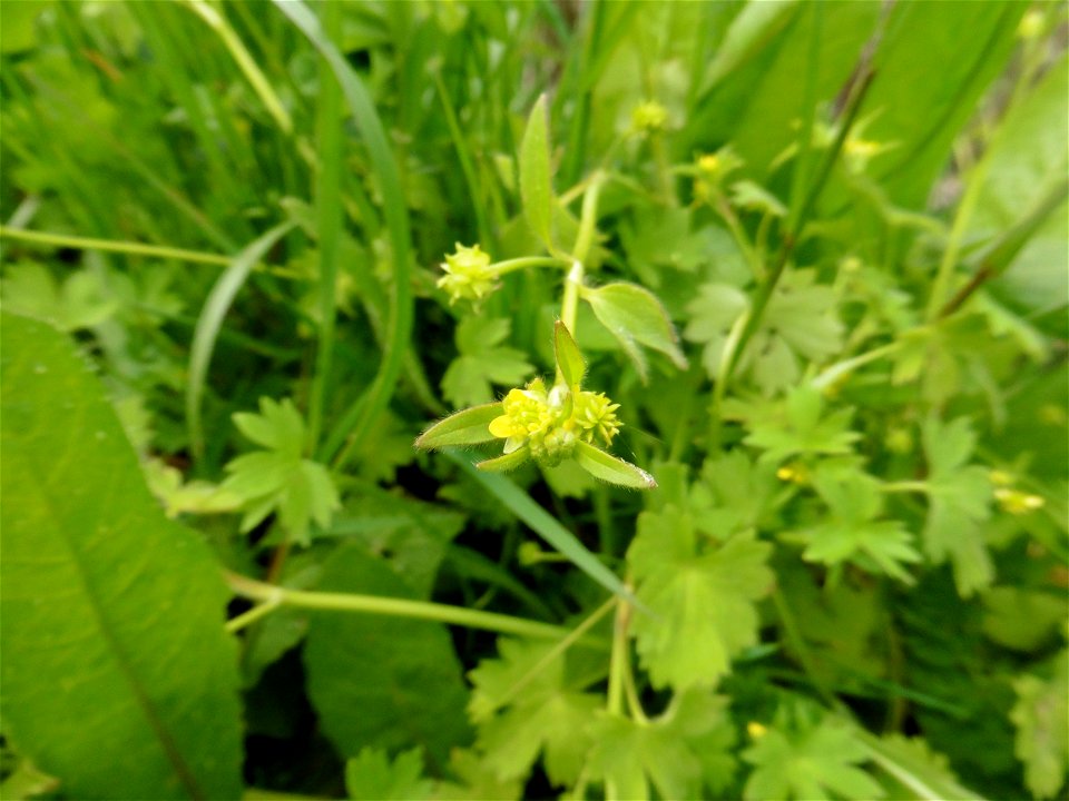 Ranunculus parviflorus L., 1758