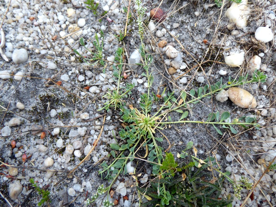 Corrigiola telephiifolia Pourr., 1788