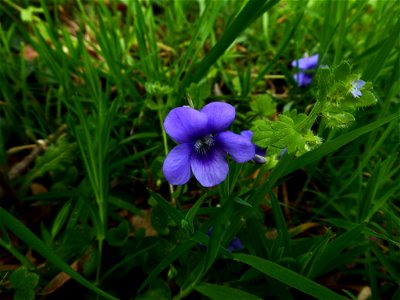 Viola riviniana Rchb., 1823