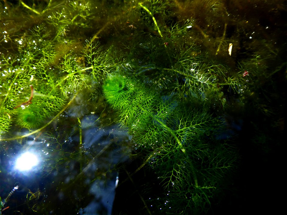Utricularia australis R.Br., 1810