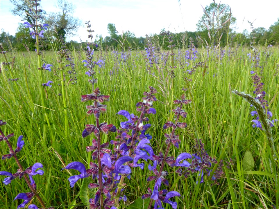 Salvia pratensis L., 1753 photo