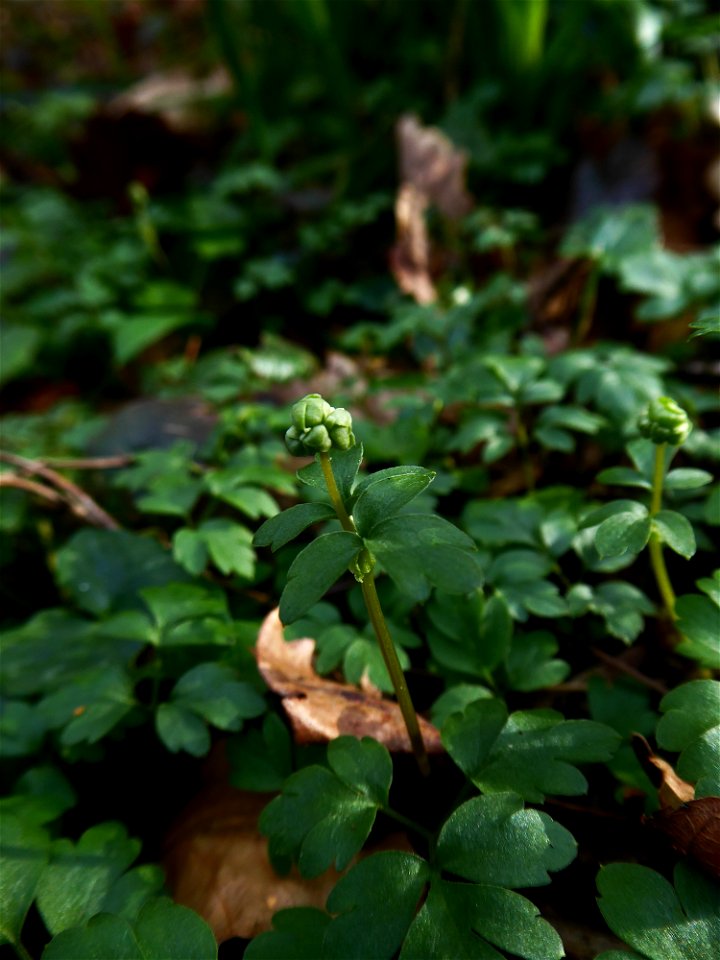 Adoxa moschatellina L., 1753