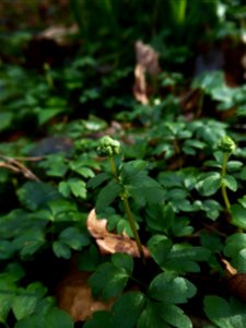 Adoxa moschatellina L., 1753