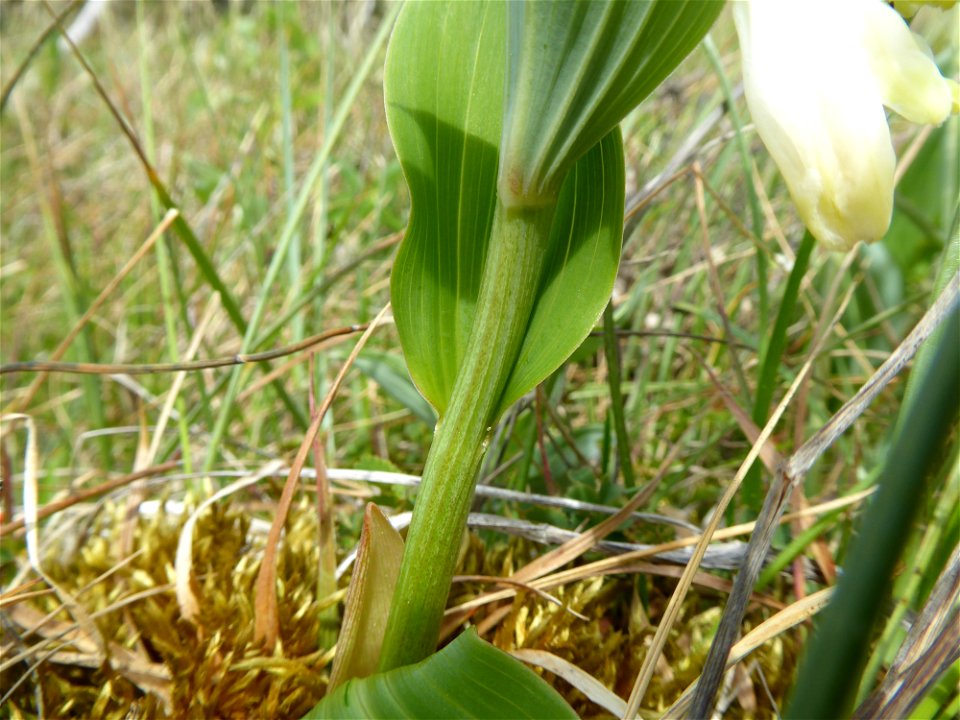 Polygonatum odoratum (Mill.) Druce, 1906