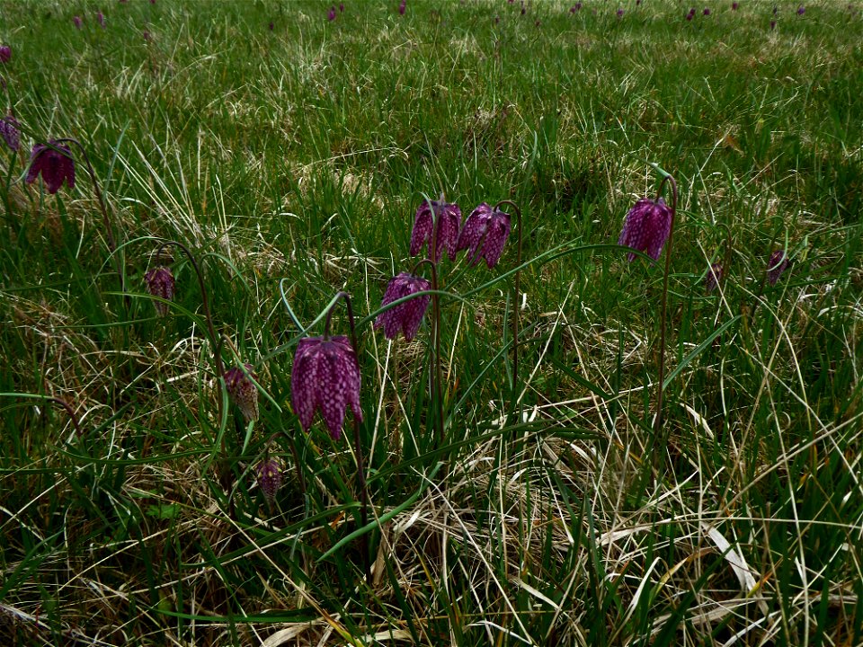 Fritillaria meleagris L., 1753