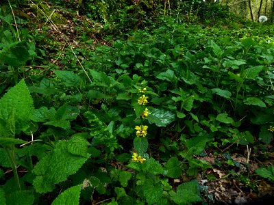Lamium galeobdolon subsp. montanum (Pers.) Hayek, 1929