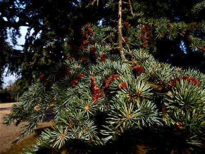 Cedrus cf.atlantica (Manetti ex Endl.) Carrière, 1855