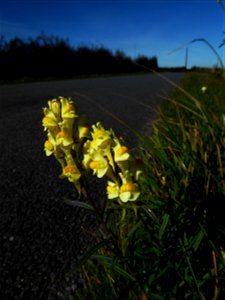 Linaria vulgaris Mill., 1768