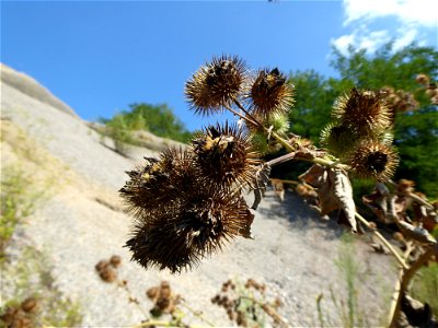 Arctium lappa L., 1753