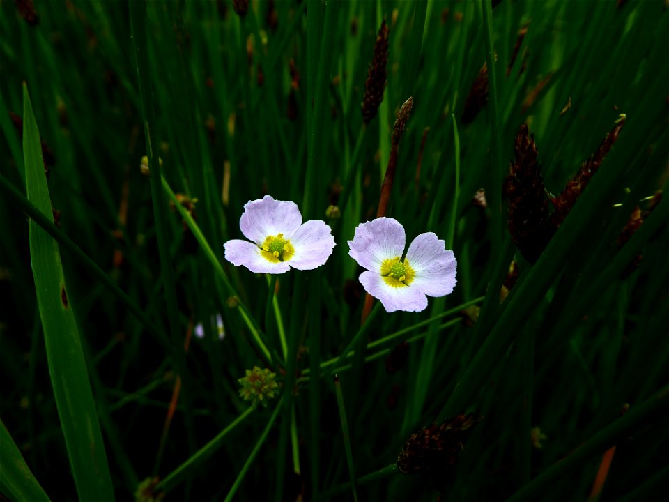 Baldellia ranunculoides (L.) Parl., 1854