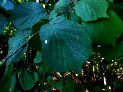 Corylus avellana L., 1753