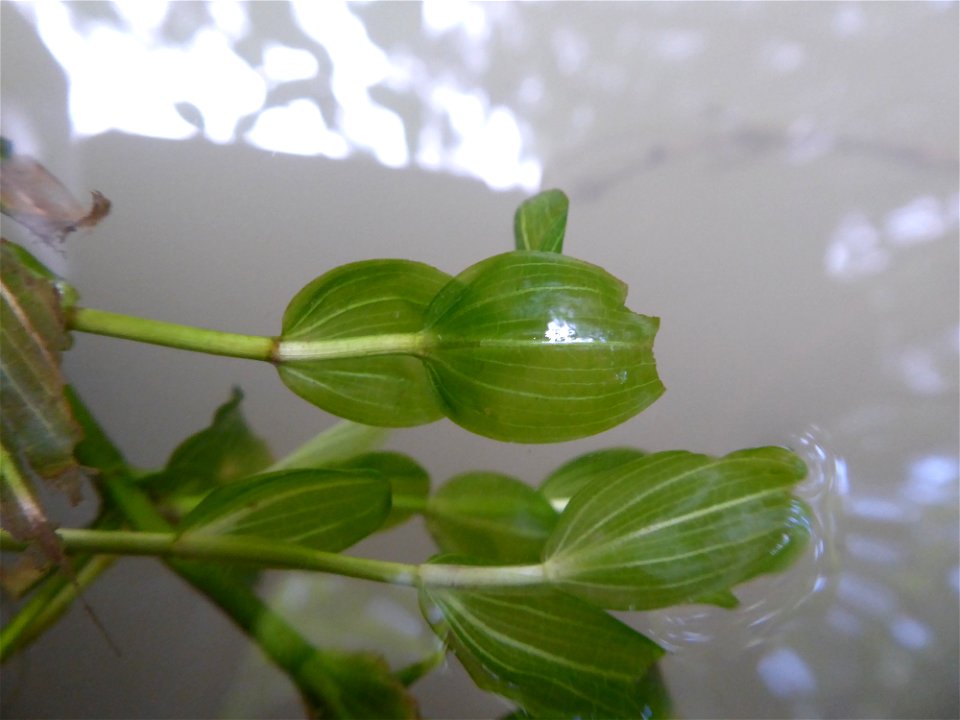 Potamogeton perfoliatus L., 1753