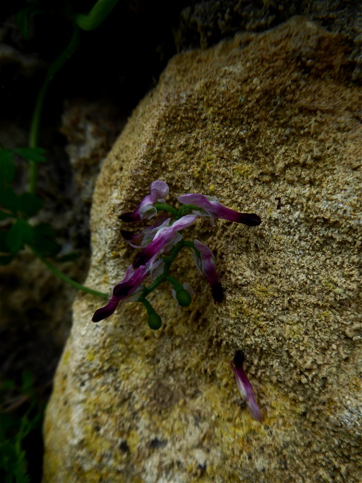 Fumaria cf. bastardii Boreau, 1847