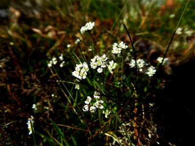 Teesdalia nudicaulis (L.) W.T.Aiton, 1812