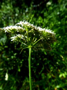 Oenanthe pimpinelloides L., 1753