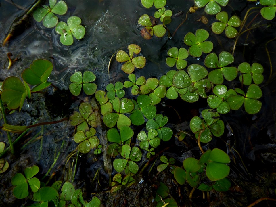 Marsilea quadrifolia L., 1753