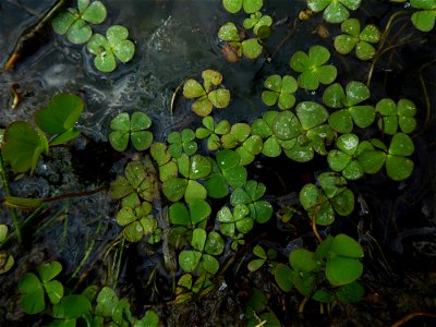 Marsilea quadrifolia L., 1753