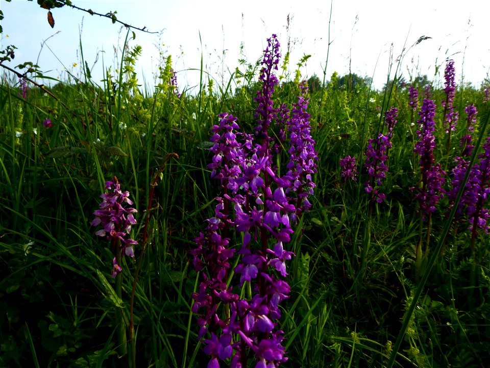 Orchis mascula (L.) L., 1755