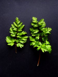 Anthriscus sylvestris (L.) Hoffm., 1814