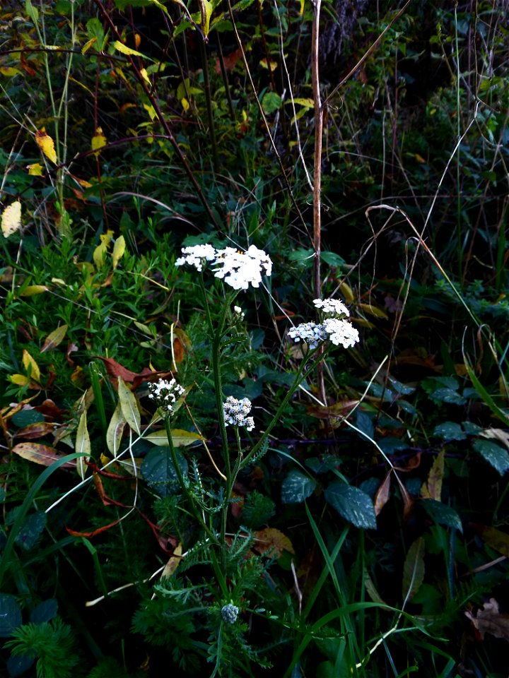 Achillea millefolium L., 1753 photo