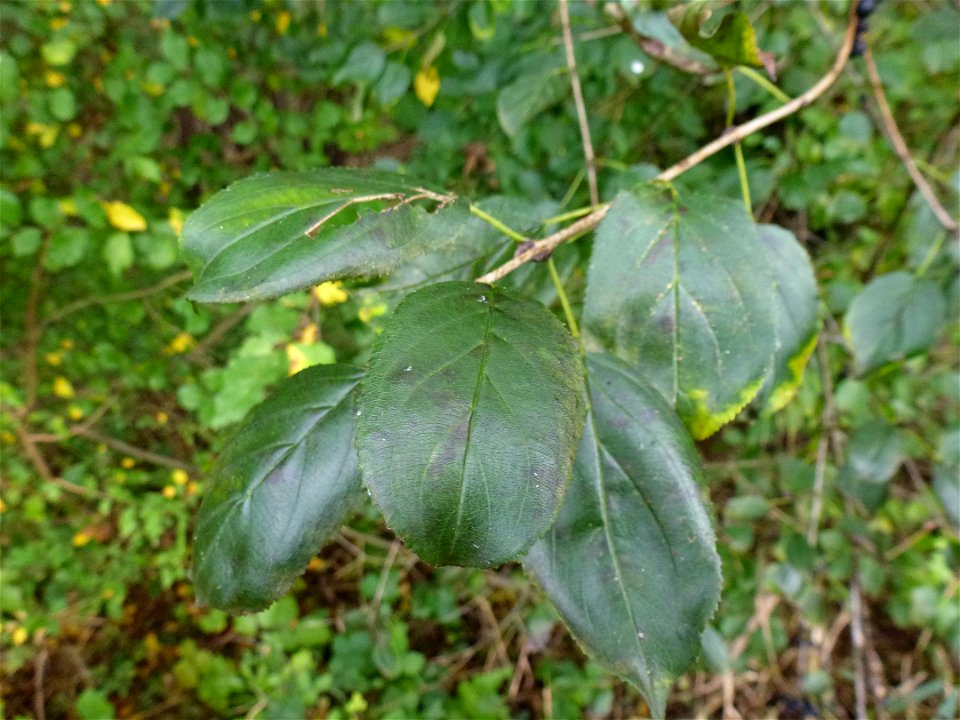 Rhamnus cathartica L., 1753