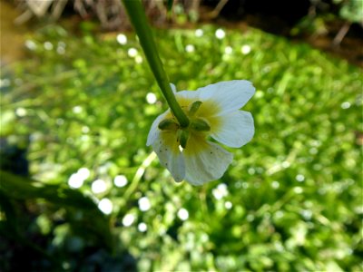 Ranunculus penicillatus (Dumort.) Bab., 1874