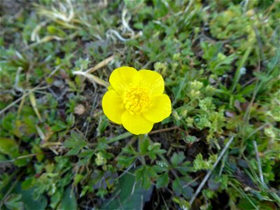 Ranunculus paludosus Poir., 1789