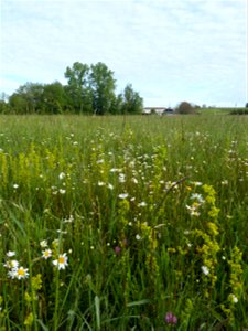 Prairie mésohygrophile remarquable