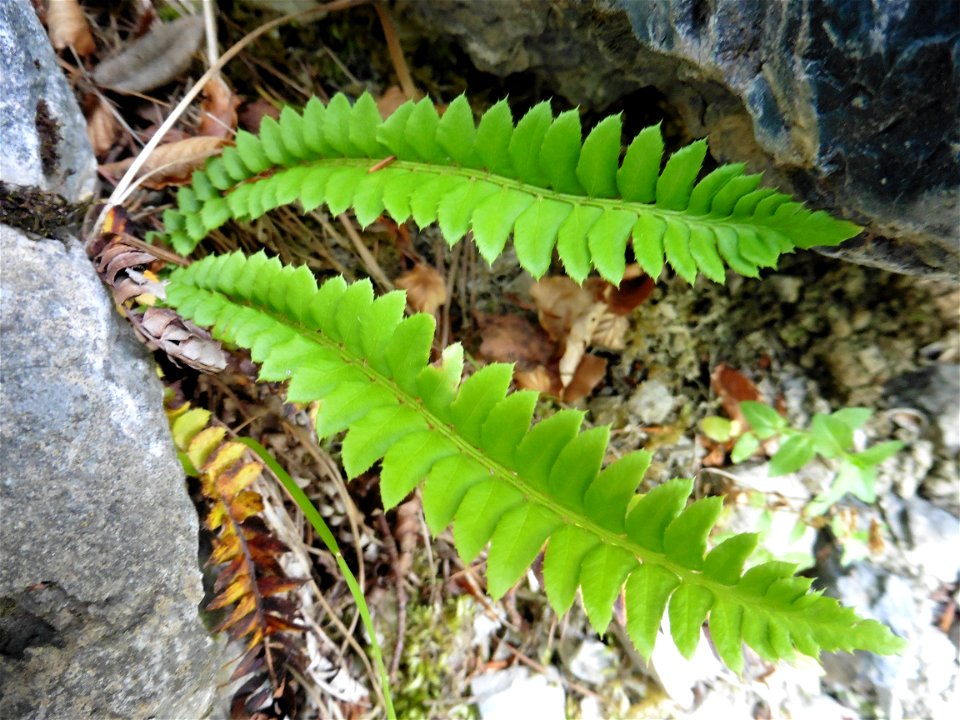 Polystichum lonchitis (L.) Roth, 1799