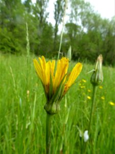 Tragopogon pratensis L., 1753